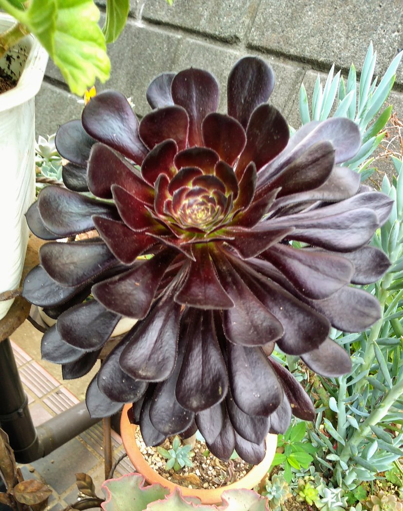 D H 多肉植物 黒法師 花言葉 良い予感 縁起の良い花言葉ですね 立派に育ってくれました 植物 自然 黒法師 花 多肉植物 写真 D H 多肉植物 黒法師 花言葉 良い予感 縁起の良い花言葉ですね 立派に育ってくれました 植物 自然 黒法師 花 多肉植物 写真