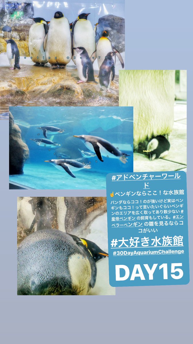 アドベンチャーワールドのtwitterリアルタイム検索結果 Meyou ミーユー