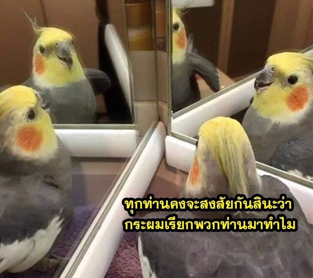 กิตติ 🍑🥦 tweet media