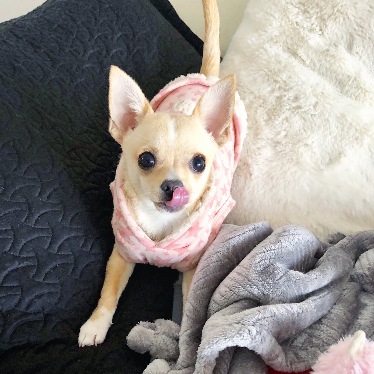 That fresh chew anticipation🤤

#Chihuahua #cutedogs #Adelaide