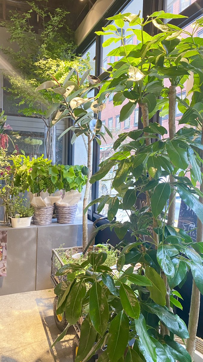 Hanane Official なんか1日休んだらお店がジャングルみたいになってる しかもなにやら美味しそうな鉢植えまであります 今日も配達で観葉植物とお散歩してきましたが 観葉植物はオーダーを頂ければご要望に応じて入荷しております 配達も可能です