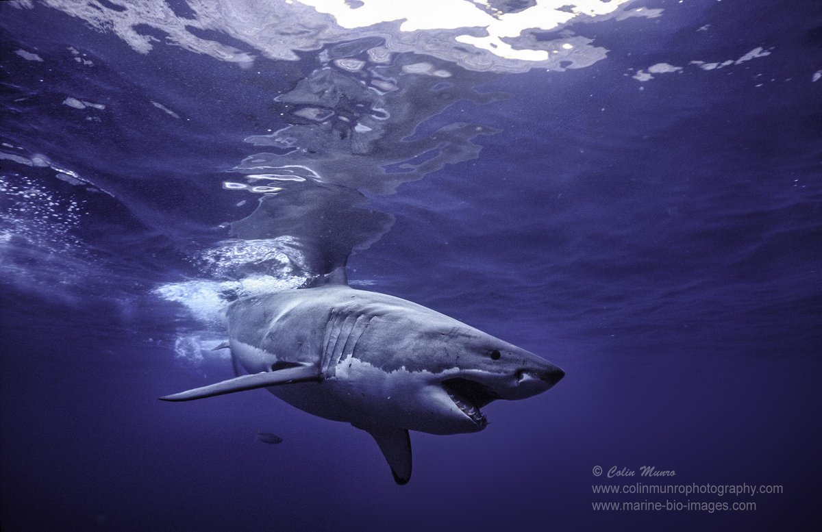 New blog: Great whites sharks, makos or sailfish, what is the fastest fish? marine-bio-images.com/blog/marine-wi… #fishspeed #sharkspeed #whitesharks #makoshark