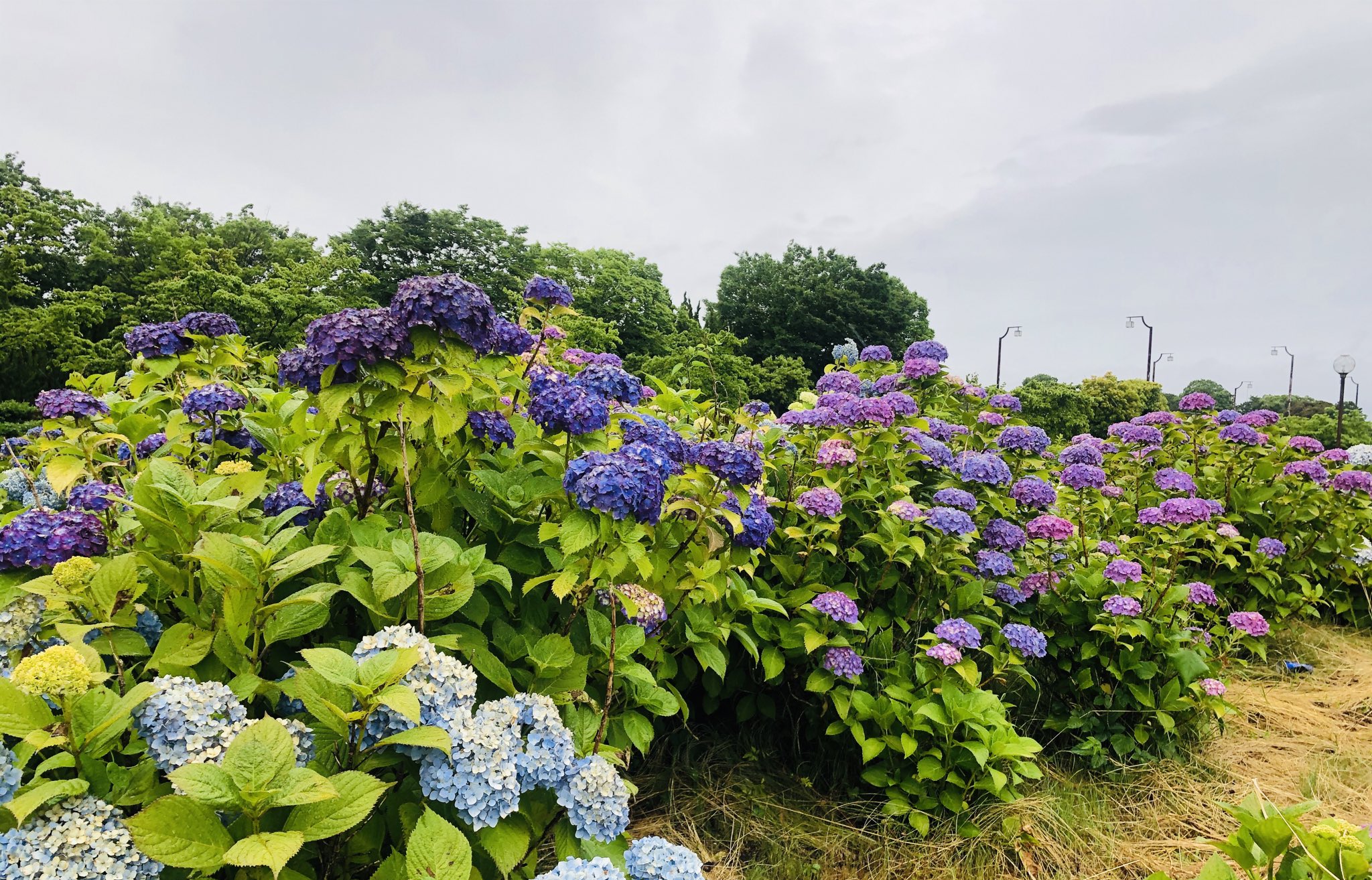 館林市ぽんちゃん 公式 つつじが岡公園の紫陽花が咲いているぽん 雨と紫陽花の競演は綺麗だぽん 館林 つつじが岡公園 群馬県 T Co Uqmoz3cnfa Twitter