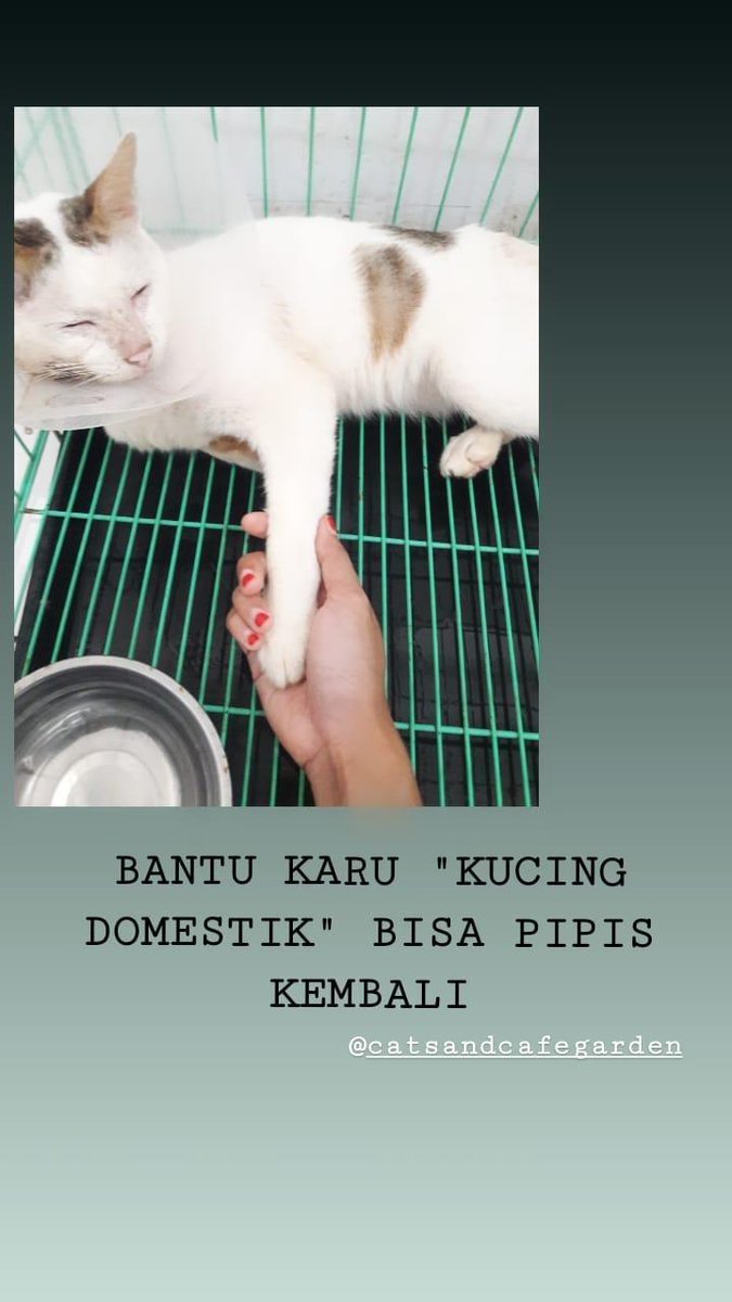 TWITTER PLEASE DO YOUR MAGIC.
aku tau, akun ku kecil. Tapi ini salah satu ikhtiarku untuk menyembuhkannya . Semoga Allah memberinya rezeki lewat kalian.

BANTU KARU "KUCING DOMESTIK" UNTUK BISA PIPIS KEMBALI.

<a href="/ikramarki/">ikram marki</a> @mommy_elzar <a href="/khairinadiar/">Irin</a>  <a href="/zarryhendrik/">z. h.</a>  <a href="/catrescuedotid/">Catrescue.id</a>