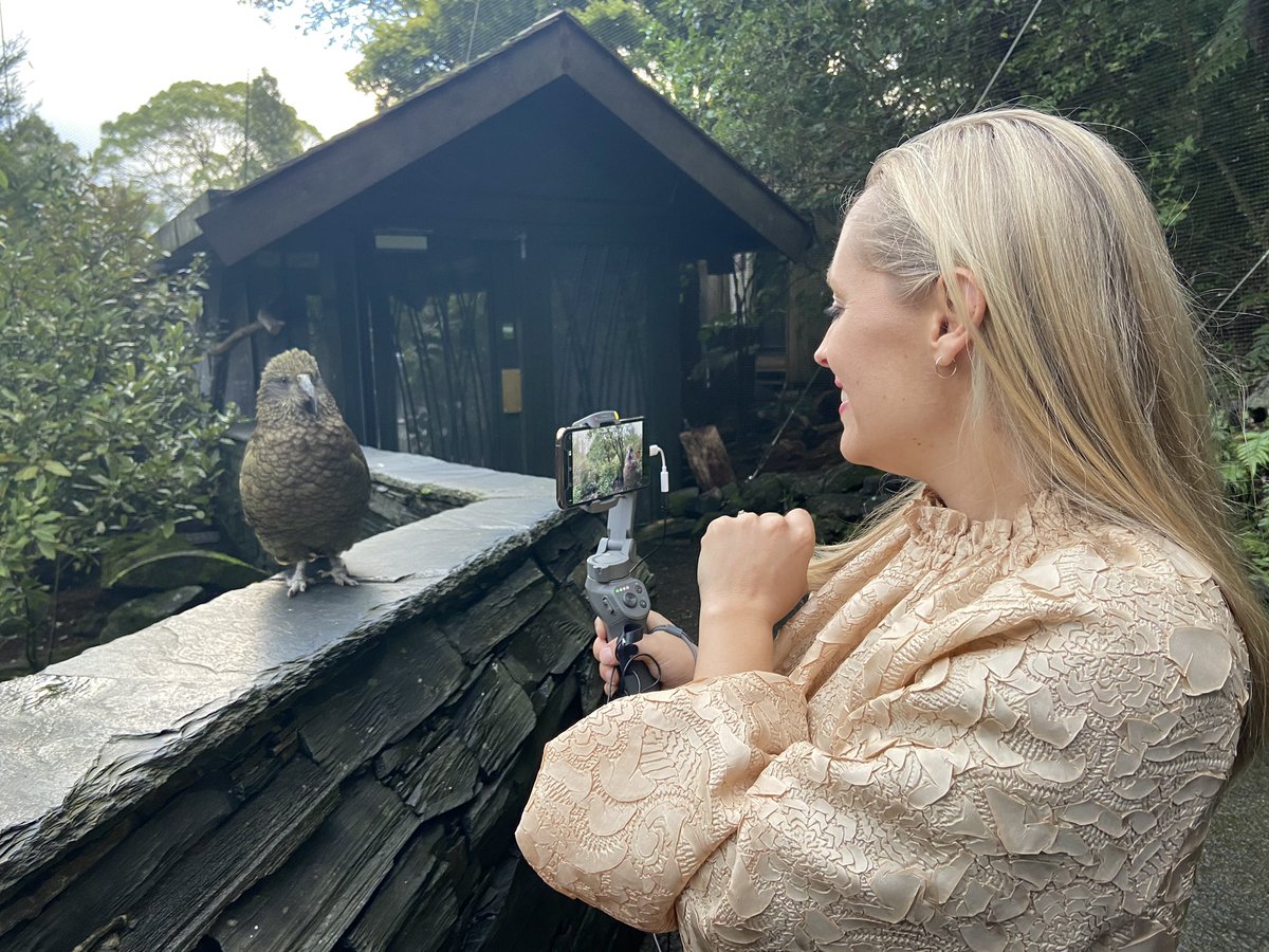 angie_dexibit's tweet photo. Thanks @aucklandzoo for an amazing afternoon... our next #ReopenRun is on its way! These cheeky Kea kept sneaking up while we were filming, one tried to run off with my purse! https://t.co/yYbobXxmWv