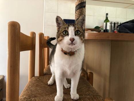 MdzanandaAnimalClini tweet media