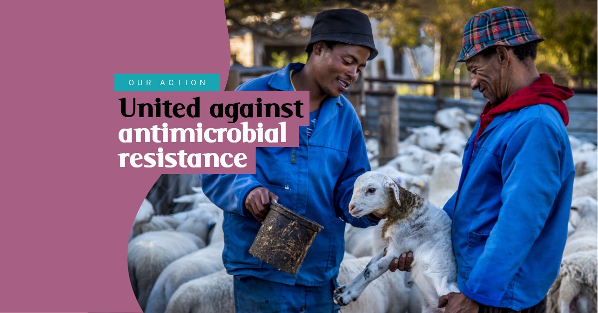 WOAH's tweet photo. How has the #OIE been working hand in hand with @WHO, @FAO &amp; its Members to fight #AntimicrobialResistance?  Read Dr Edilberto Brito's testimonial on using OIE's Strategy against #AMR in Colombia in #TheirHealthOurFuture @ICACOLOMBIA.

https://t.co/ttrPoUQDnE

#OIEAmericas https://t.co/AoQZCyhjjJ