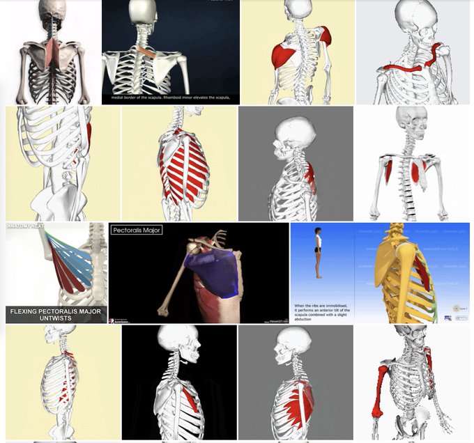 Just discovered this amazing folder full of anatomy references created by Korean artist Hyun Suk Lee and thought I'd share with y'all-it's got so much great stuff for learning how to draw the figure: https://t.co/0Mx4lJeUpO 