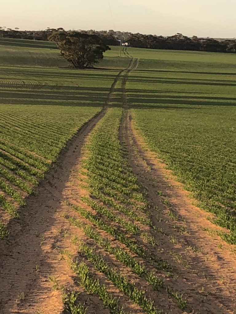 Why do they insist on doing powerline work at this time of year. Wonder how they would appreciate me spraying their nice green lawn with Glyphosate 🤔 <a href="/PowercorAust/">Powercor Australia</a>