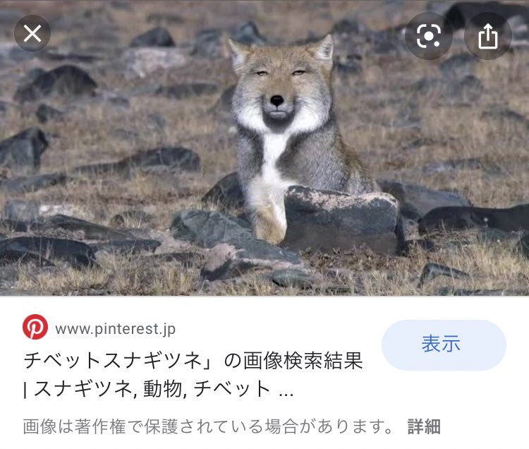 虫時雨𓆧 スナネコの赤ちゃんが天使すぎたので これはチベットスナギツネの赤ちゃんも天使に違いないと思って調べたら既に人生2周目みたいな目をしてた