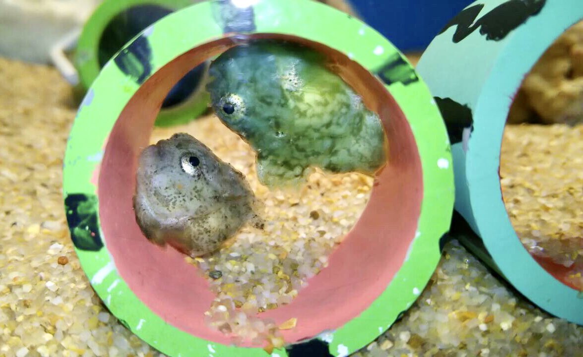 تويتر ヨコハマおもしろ水族館 赤ちゃん水族館 على تويتر 第2回おさかなイラスト大会 お題の生物をテーマに合わせて 描いて応募 優勝者は景品をゲット お題生物 ダンゴウオ テーマ かわいい 応募方法 このツイートの コメント欄にイラストの تويتر ヨコハマおもしろ水族館 赤ちゃん水族館 على تويتر 第2回おさかなイラスト大会 お題の生物をテーマに合わせて 描いて応募 優勝者は景品をゲット お題生物 ダンゴウオ テーマ かわいい 応募方法 このツイートの コメント欄にイラストの