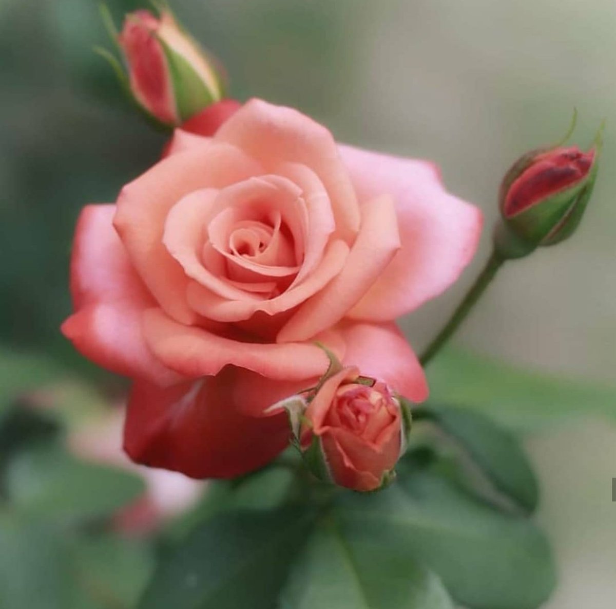 Flowers Lover On Twitter There Is No Way To Hold Something That Is Really Beautiful Not Without Consequences There Is A Reason Why Rose Have Thorns Flowerloverh Thursdaythoughts Thursdaymorning Flowers World Flower Roses