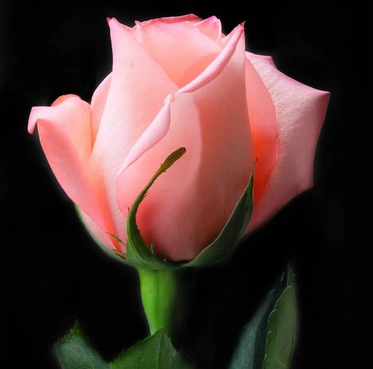 flowers_vs's tweet photo. There is no way to hold something that is really beautiful; not without consequences there is a reason why rose have thorns.#flowerloverh #ThursdayThoughts #thursdaymorning #Flowers #world #flower #roses #ROSE #Dubai #usa #America #NAIROBI #Singapore https://t.co/6elbHBFZfO