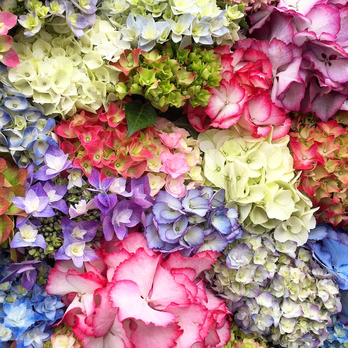mr_plantgeek's tweet photo. We are going Hydrangea crazy today! Just don’t tell Madonna! See you on @qvcuk with @simonbiagi from 10am this morning 🕰 #Hydrangea #HydrangeaBlooms https://t.co/aiDIrekhc6