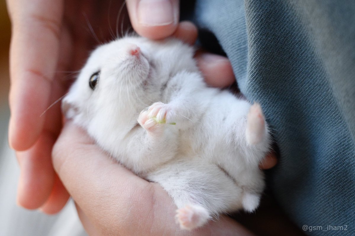 ぱる 手乗りハムスターがかわいい ぱる 手乗りハムスターがかわいい