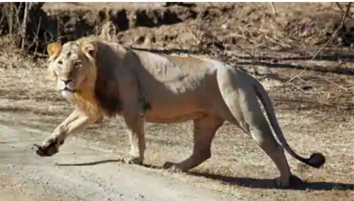 Deepakverma800's tweet photo. Asiatic Lion population in Gir national park has increased by 29% in the past five years — from 523 in 2015 to 674 in 2020, the Gujarat forest department suggested 

(report by @JaykishanHT and @jayashreenandi) 
@ShraddhaKapoor @Varun_dvn @BeingSalmanKhan @iTIGERSHROFF https://t.co/1mnfKmNnEs