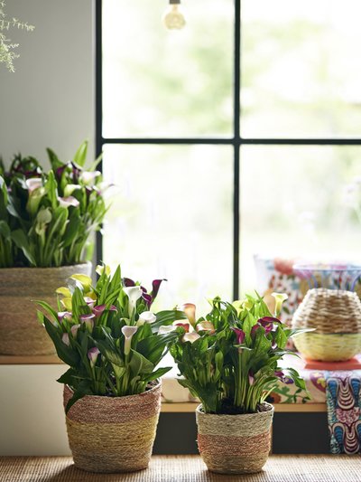 Calla is woonplant van de maand juni!
De Calla, ook bekend onder de naam Zantedeschia, brengt met zijn Afrikaanse roots de zon in huis.
Mooi toch?

#woonplantvandemaand #juni #calla #zonnetjeinhuis #whatwomenwant

Beeld: Mooiwatplantendoen