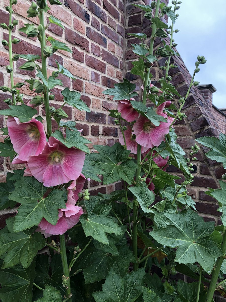 We picked up a hollyhock seed from Norfolk two years ago and this year we finally get to see her colour 😊