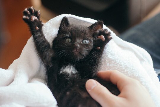 可愛すぎてtwitter民がしんでしまうのでは と秘匿されていた子猫画像が放出される 致死量のかわいさで無事死亡 衛生兵 Togetter 可愛すぎてtwitter民がしんでしまうのでは と秘匿されていた子猫画像が放出される 致死量のかわいさで無事死亡 衛生兵 Togetter