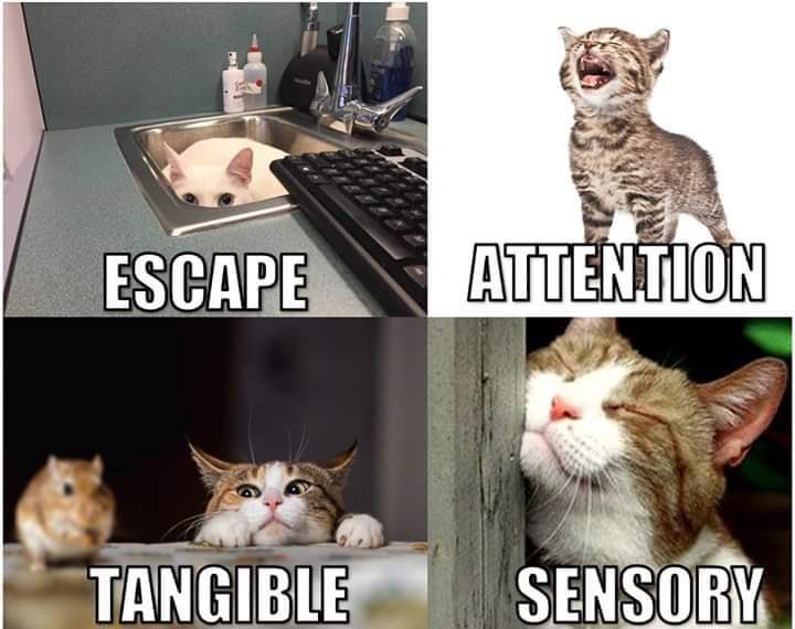 @DPCDSB_MDT tweet media