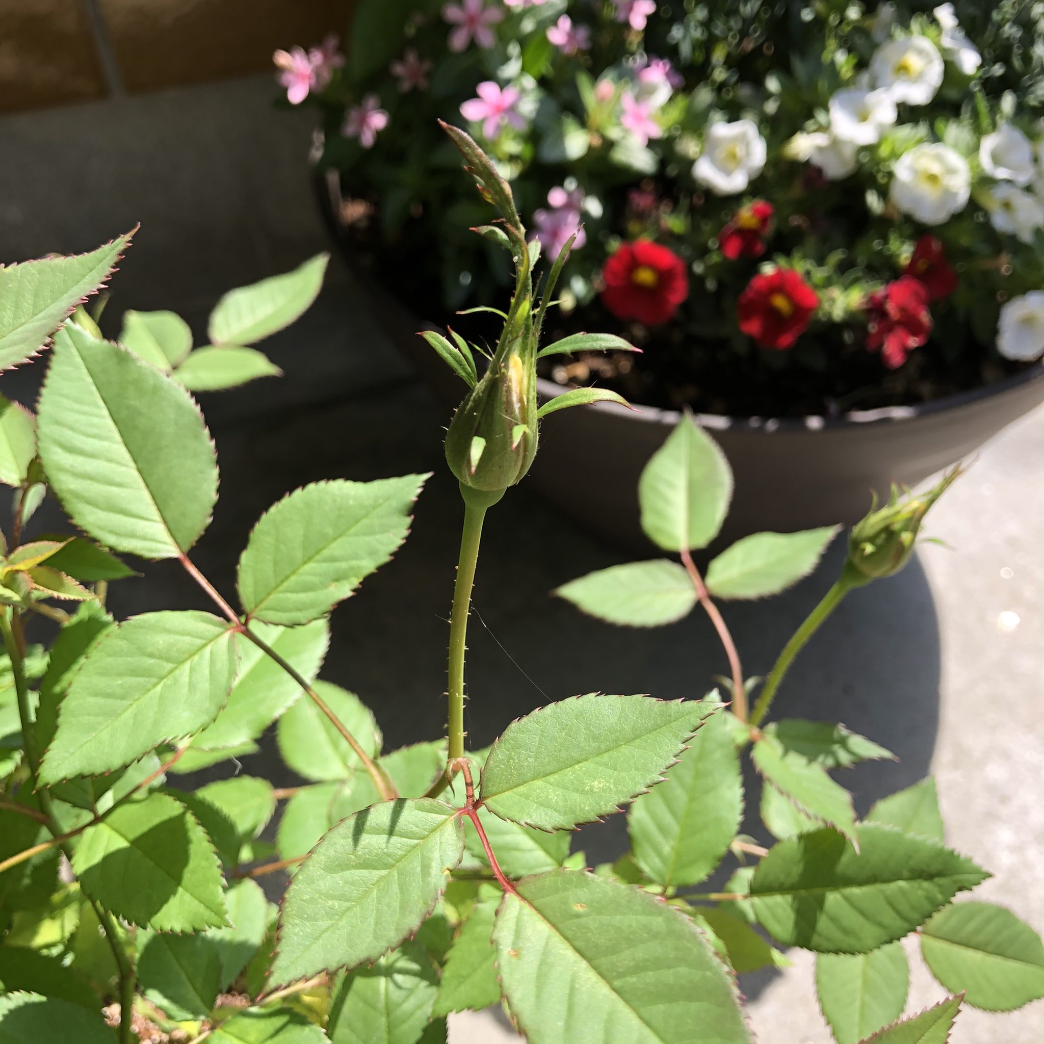 カナダ産チモシー専門店 プラスウィン 初めての薔薇の花 花屋さんにおまけでもらった バラの苗木 植え替えたら蕾がつきましたー 咲くまで何色かわからず ワクワクしながら待ちました 鮮やかな黄色の花が咲きそうです かわいい ペット 東北