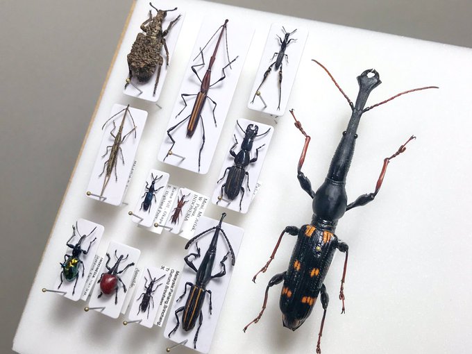 Popular Tweets Of Keiki Fukui 福井敬貴 7 2 7 3 昆虫大学 5 Whotwi Graphical Twitter Analysis