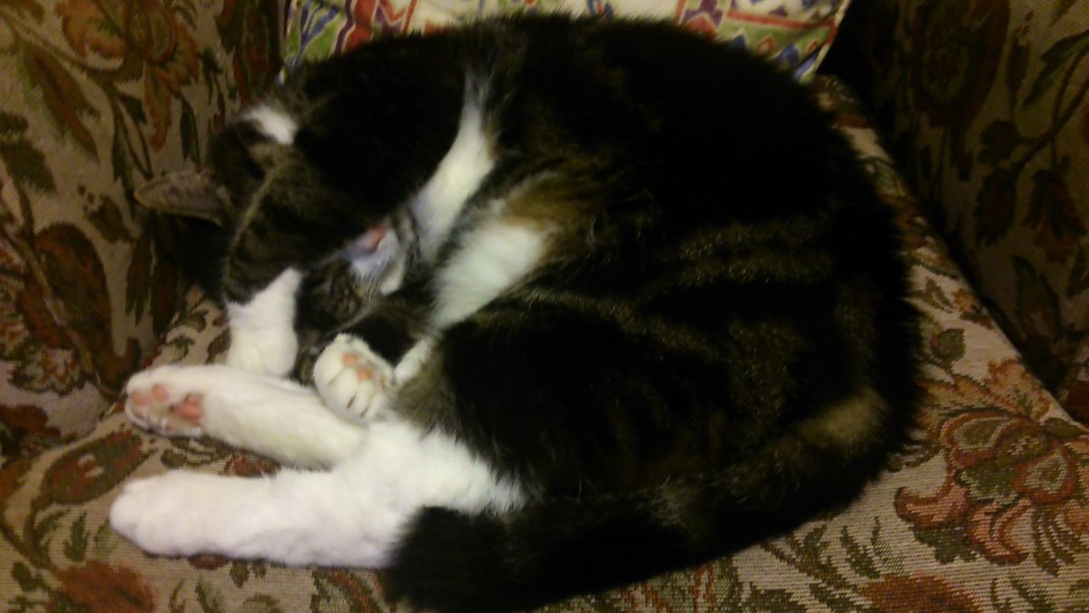 LeithNursery's tweet photo. Hello everyone! I wonder how you're getting on with your "If I Had a Pet..." artwork. I thought I'd share some pictures of my cat Oscar to get you thinking about pets, real or imagined! We would love to see some of your art on Twitter or Learning Journals! Miss Reid &amp; Oscar 🐱🐾 https://t.co/YqU4BE4dPu