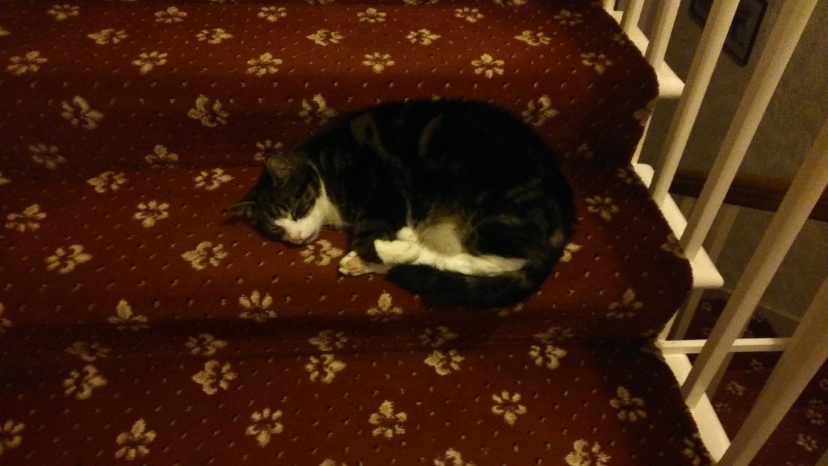 LeithNursery's tweet photo. Hello everyone! I wonder how you're getting on with your "If I Had a Pet..." artwork. I thought I'd share some pictures of my cat Oscar to get you thinking about pets, real or imagined! We would love to see some of your art on Twitter or Learning Journals! Miss Reid &amp; Oscar 🐱🐾 https://t.co/YqU4BE4dPu