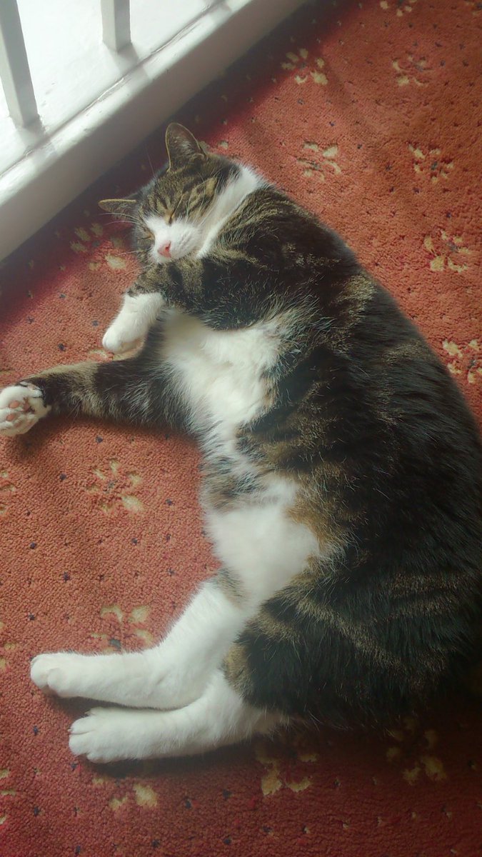 LeithNursery's tweet photo. Hello everyone! I wonder how you're getting on with your "If I Had a Pet..." artwork. I thought I'd share some pictures of my cat Oscar to get you thinking about pets, real or imagined! We would love to see some of your art on Twitter or Learning Journals! Miss Reid &amp; Oscar 🐱🐾 https://t.co/YqU4BE4dPu