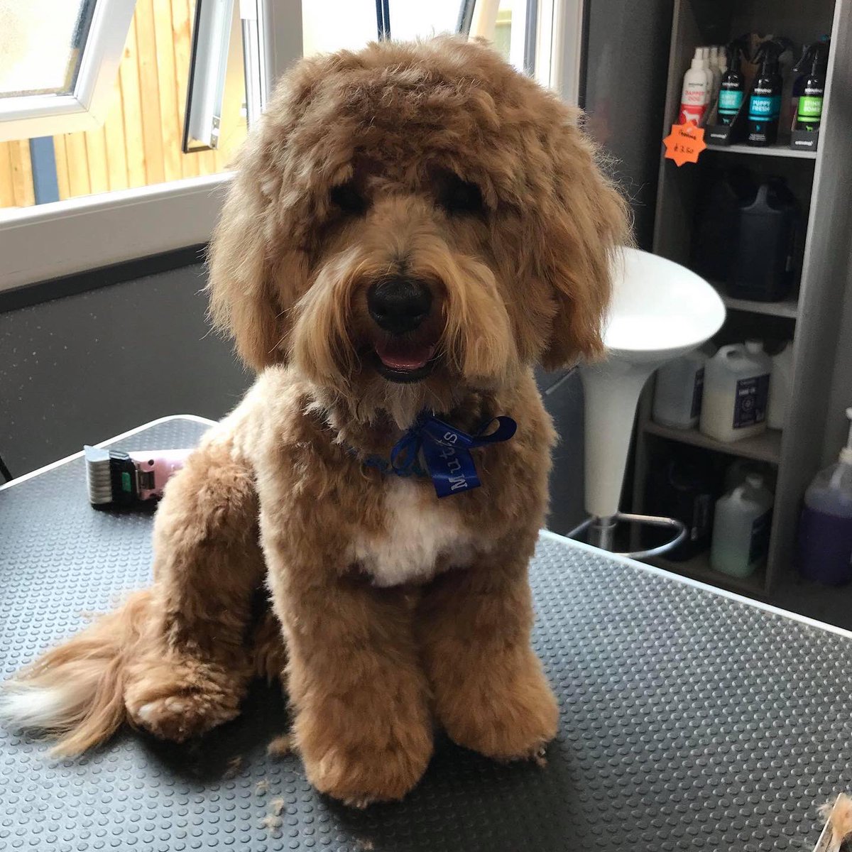 Muttkuts's tweet photo. Some of our recent visitors to Muttkuts 🐾 https://t.co/WSVcNOuwkl
