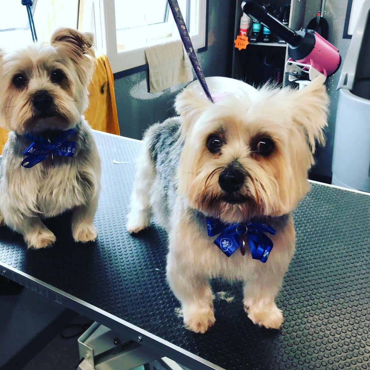Muttkuts's tweet photo. Some of our recent visitors to Muttkuts 🐾 https://t.co/WSVcNOuwkl
