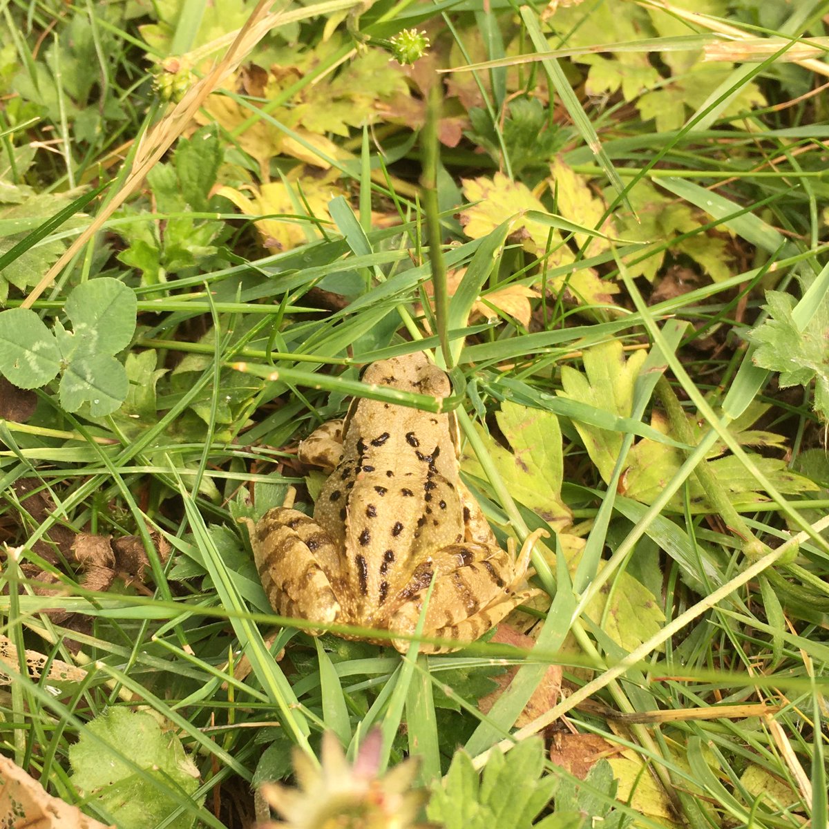 ... mindful of the frogs that may also be enjoying some meadow bathing ...