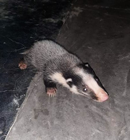 SanjibIfs's tweet photo. One of the #rarestanimal.. Can you guess what??? It is #vulnerable, only one( as per i know) or may be a few sighting #wildlife #conservation #Rescue #nature #forest #ecosystem... Further details will post later https://t.co/ApL6QYxnV7