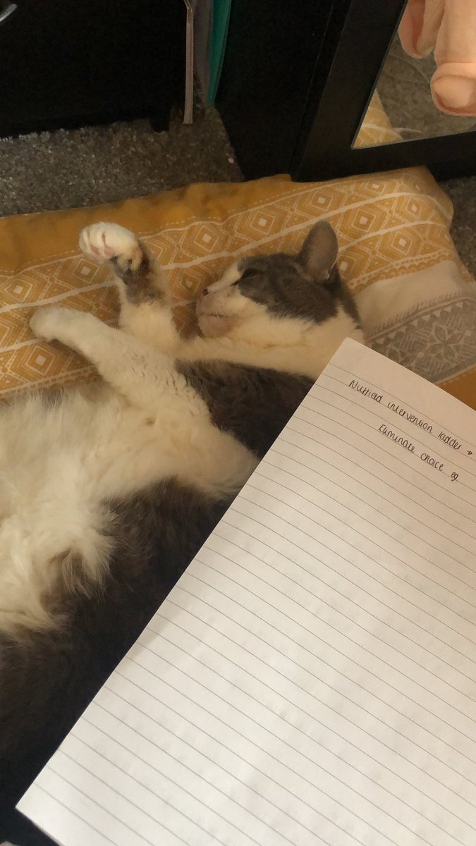 abiPUNC19's tweet photo. My little study buddy 🥰 #NRS503 #sociopoliticalaspectsofhealthcare #PUNC19 #puncpets https://t.co/SLcN6mVbsS