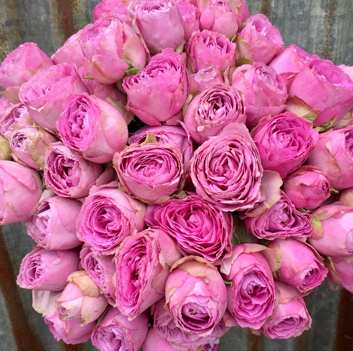 We are really excited to be able to re-open on Monday 15th June 2020 and look forward to seeing you all very soon 💐 #shopopening #floristshop #welcomeback #rosalavenderlace #sprayroses #underthefloralspell #contactlesscollections #flowerdeliveries