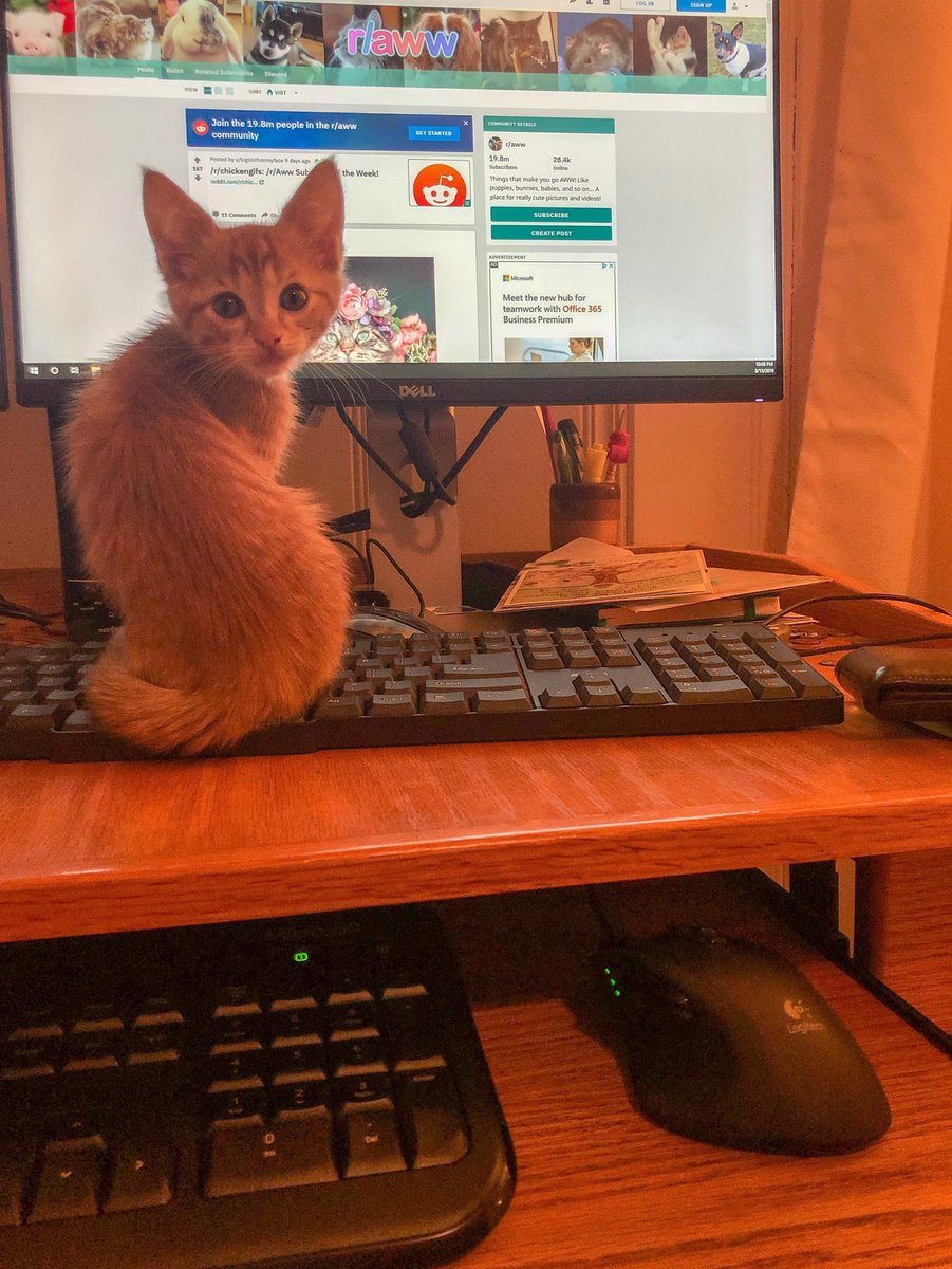 michaelscat2's tweet photo. The decoy keyboard is working https://t.co/ZxCXcpznJG
