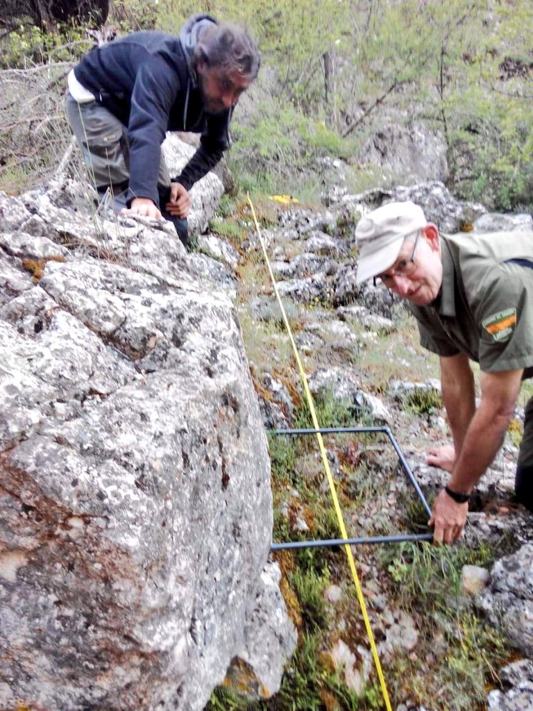 aaffaragon's tweet photo. Un año más, los #AgentesProtecciónNaturaleza #APN del @GobAragon continuamos con los trabajos del @LIFEprogramme @RedNatura2000 #RESECOM, en este caso con el inventario de Saxifraga corsica en la comarca @GudarJavalambre
⬇️
https://t.co/BpU91YAHFn https://t.co/WZLG3VsXdv