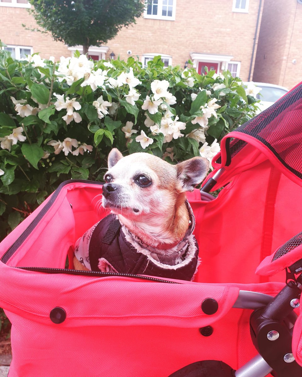 Prue_the_chi's tweet photo. Morning PawPals!!
Dont forget ur hoodies under ur harness as its a bit nippy this morning.Thanks again for all the love n support!
#dogsinclothes #dogsinbuggies
#dogsandflowers
#dogsoftwitter
#chisoftwitter
#tinypaws
#HelpPrue
#HelpMeWalk
#Luxatingpatella
#gofundme
#fundraising https://t.co/LYtANuKdAx