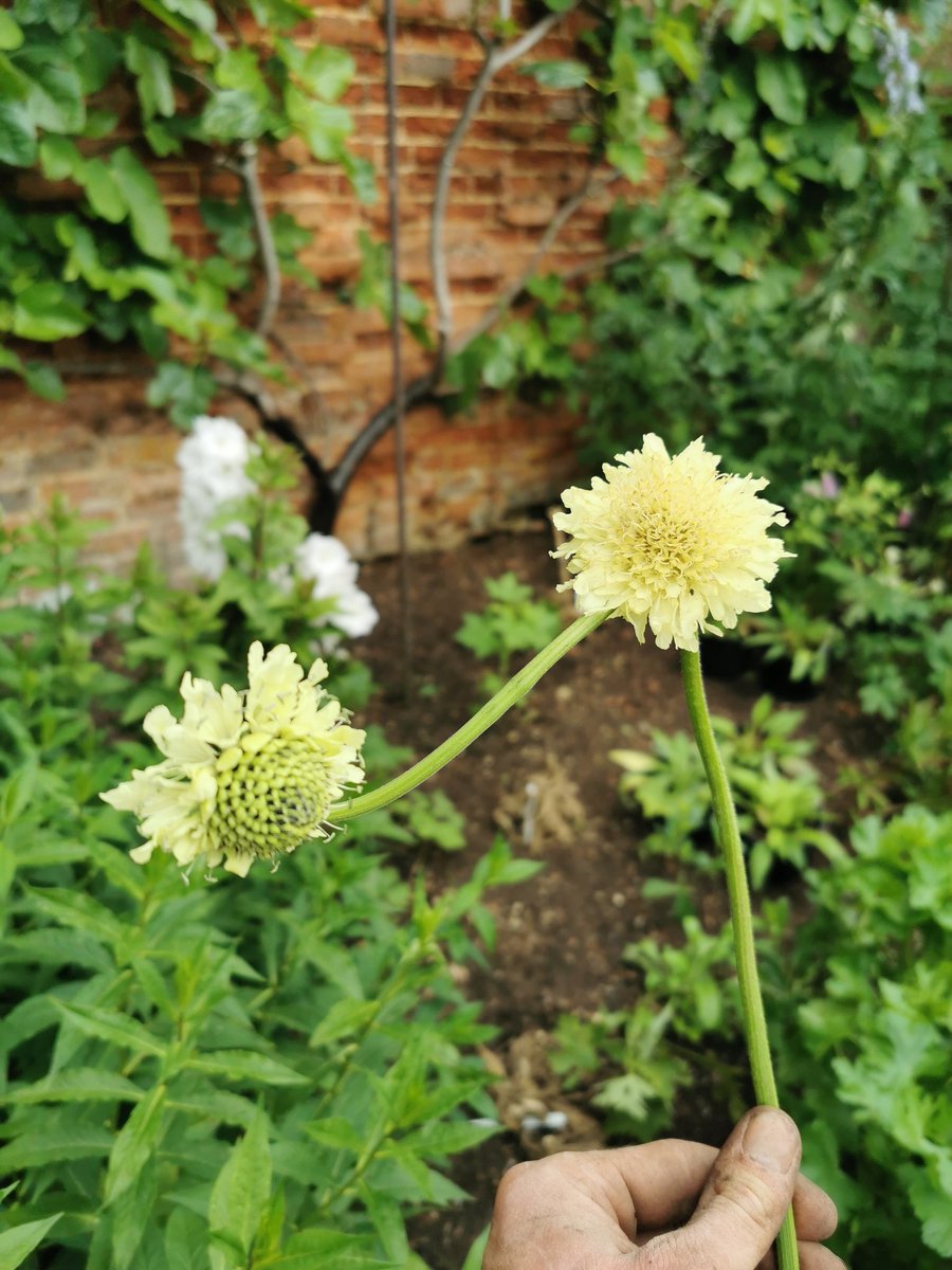 minigoffe's tweet photo. @Botanygeek a flower from a flower. Can you explain this one to me? https://t.co/tP3napKQkk