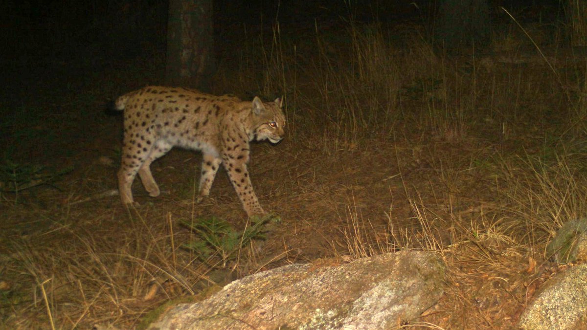 AlkaWildlife's tweet photo. It's #InternationalLynxDay! Here's the young male B740, taken with a #CameraTrap for the #3Lynx project. Through this project we monitor, research and protect the Bohemian-Bavarian-Austrian #EurasianLynx population here in the Czech Republic. More info: https://t.co/qkXlRrelhz https://t.co/3QFnW0UODv