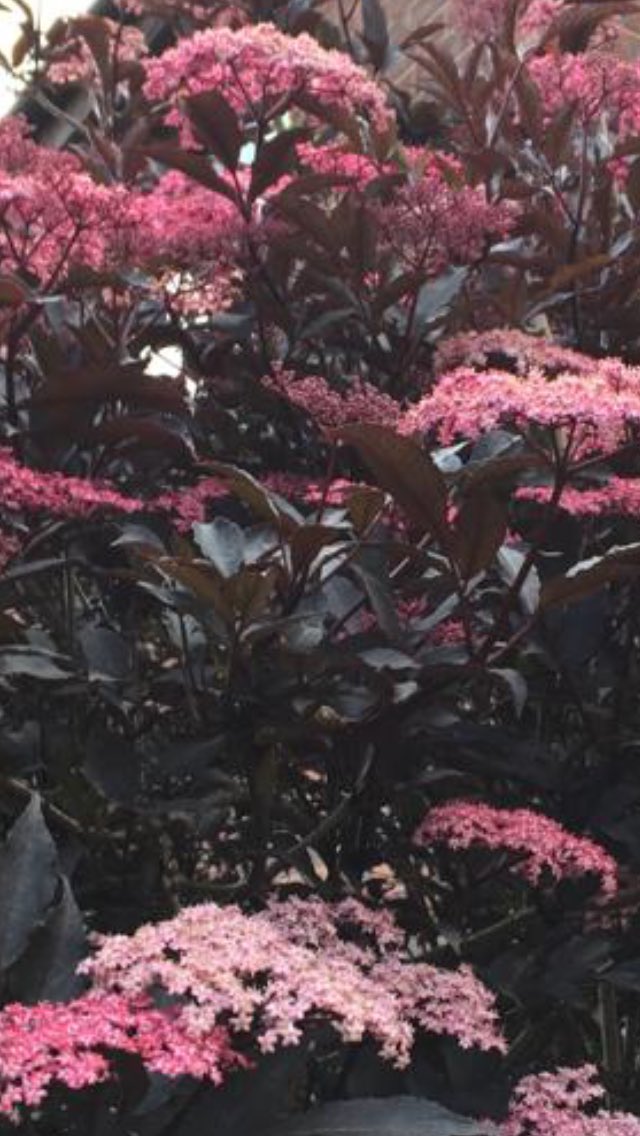 15 of 100 photos of trees to celebrate 100 years of Soroptimists supporting women and girls worldwide. Thank you to all Soroptimists who have done a brilliant job supporting their communities at this difficult time. ⁦@SIGBI1⁩  ⁦@NewcastleSorop1⁩ #NHSheroes
