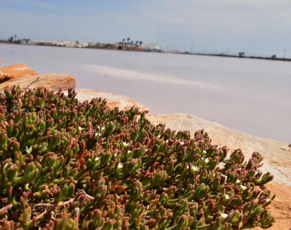 SalinasSPedroPR's tweet photo. En #SalinasSPedroPR el #algazul (mesembryanthemum nodiflorum) florece en estas fechas 🥰. Durante el S.XIX esta planta se usaba principalmente para producir #jabón 🧼 al obtener sosa cáustica de ella 😃
#barrilla https://t.co/Rl3D1OeHNk