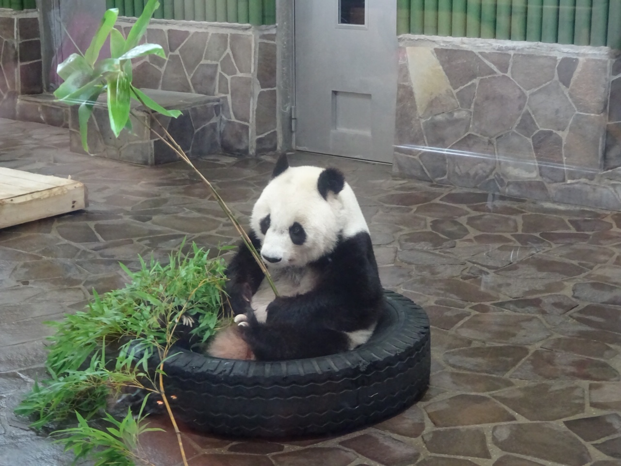 神戸市立王子動物園 公式 こちらはジャイアントパンダの手 の写真です 1枚目 同じクマ科のホッキョクグマ 2枚目 と比べると パンダには5本の指が並んでいるほかに 2つのでっぱりがあります このでっぱりと5本の指を使い 物を掴めるようになって