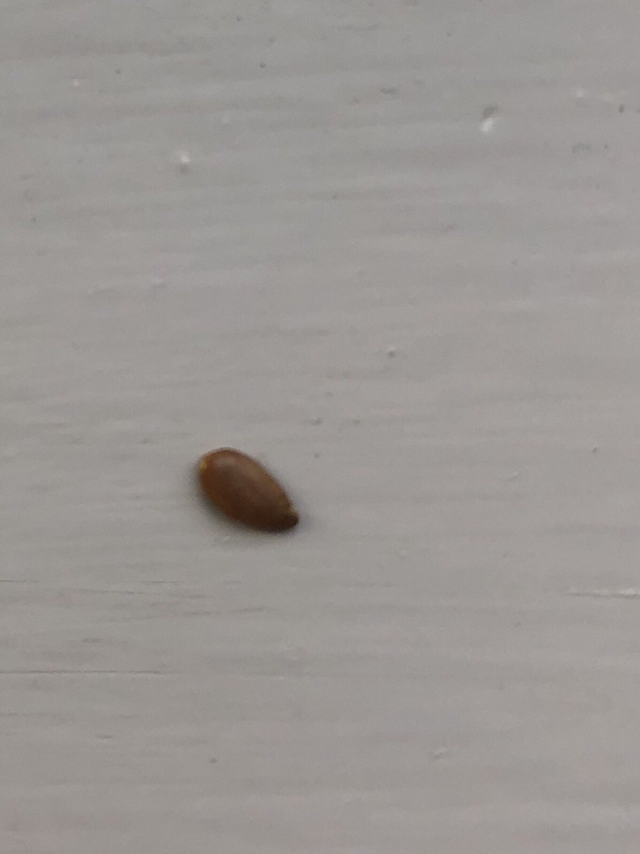 Tobi_LeRone's tweet image. Just got back from our walk &amp;amp; M felt something tickle her finger, looked down &amp;amp; SAW A TICK! Except for it wasn’t, it was another flippin (or the same?!) brown sesame seed!! It’s been flushed down the sink but now she has a phobia of sesame seeds 😳 #NotEvenLying