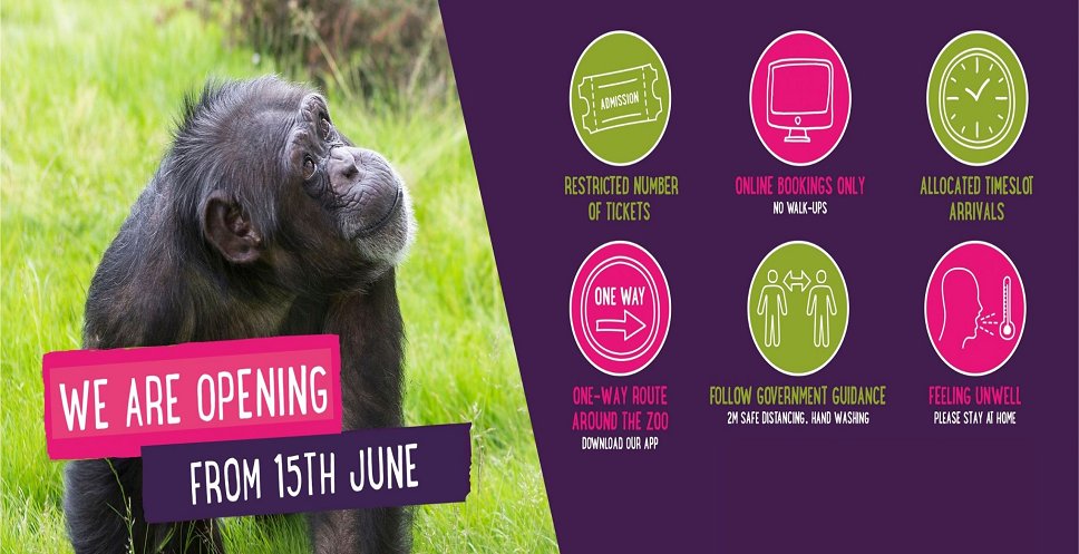 VisitDerby's tweet image. Following the latest Government guidance, @TwycrossZoo are reopening from 15th June 🐵

Measures have been put in place to make your visit as safe as possible ✅

Find out more and plan your visit ➡️ bit.ly/2YoojMj #DerbyUK