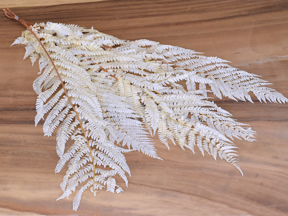 Just look at these! 😍😍
Bleached ferns sold per 5 leaves.
Available on: bit.ly/2YnXRTc

#fern #bleachedleaves #driedflowers #decoration #wholesale