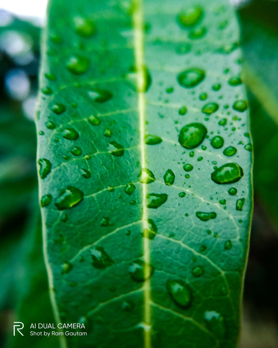 lensofaperture's tweet photo. Water drop series.
..
#waterdrop #macrophotography 
#macroworld #macropics 
#realme #shotonrealme 
@realmemobiles @realmeLink @MadhavSheth1 @refined_pixel @sinhaankit49 @thelensartt @chaitanyaa_14 @harshclicks @anuragclicked https://t.co/xWWuaCOHMa