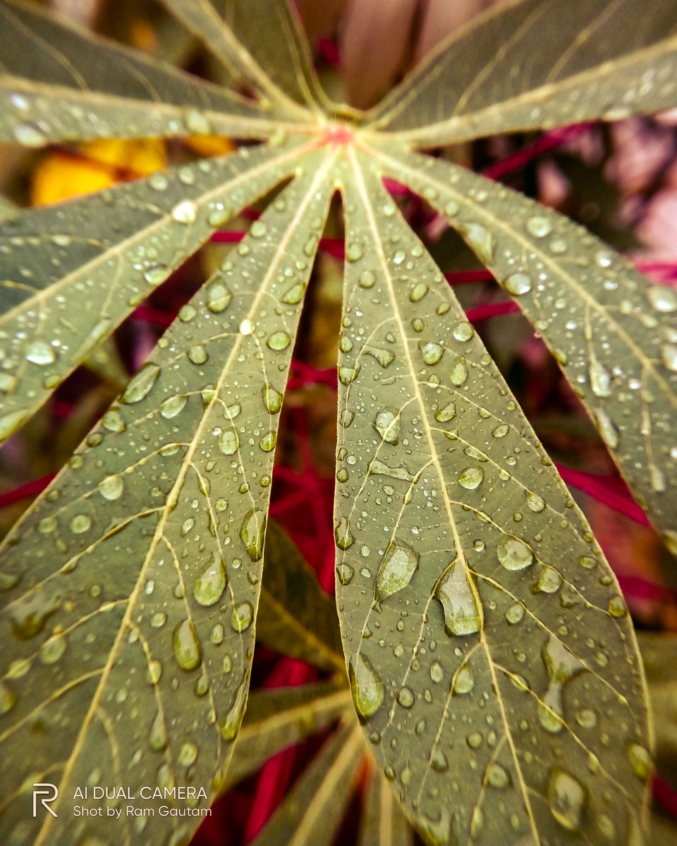 lensofaperture's tweet photo. Water drop series.
..
#waterdrop #macrophotography 
#macroworld #macropics 
#realme #shotonrealme 
@realmemobiles @realmeLink @MadhavSheth1 @refined_pixel @sinhaankit49 @thelensartt @chaitanyaa_14 @harshclicks @anuragclicked https://t.co/xWWuaCOHMa