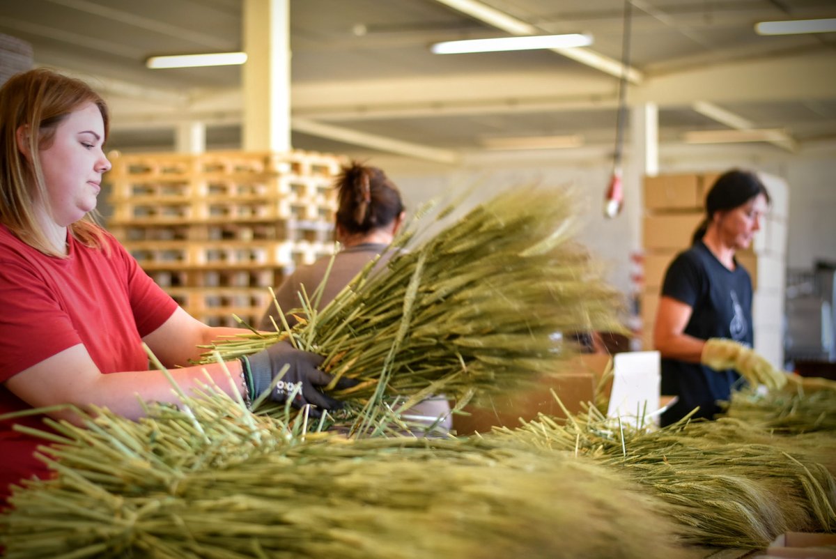 Dried flower season 2020 has officially started 🎉
Barley has arrived and more grasses will arrive soon ☀️.
#driedflowers #barley #wholesale #Trockenblumen #Gerste #Großhändler #fleurssechees #orge #venteengros #droogbloemen #gerst #drooghandel