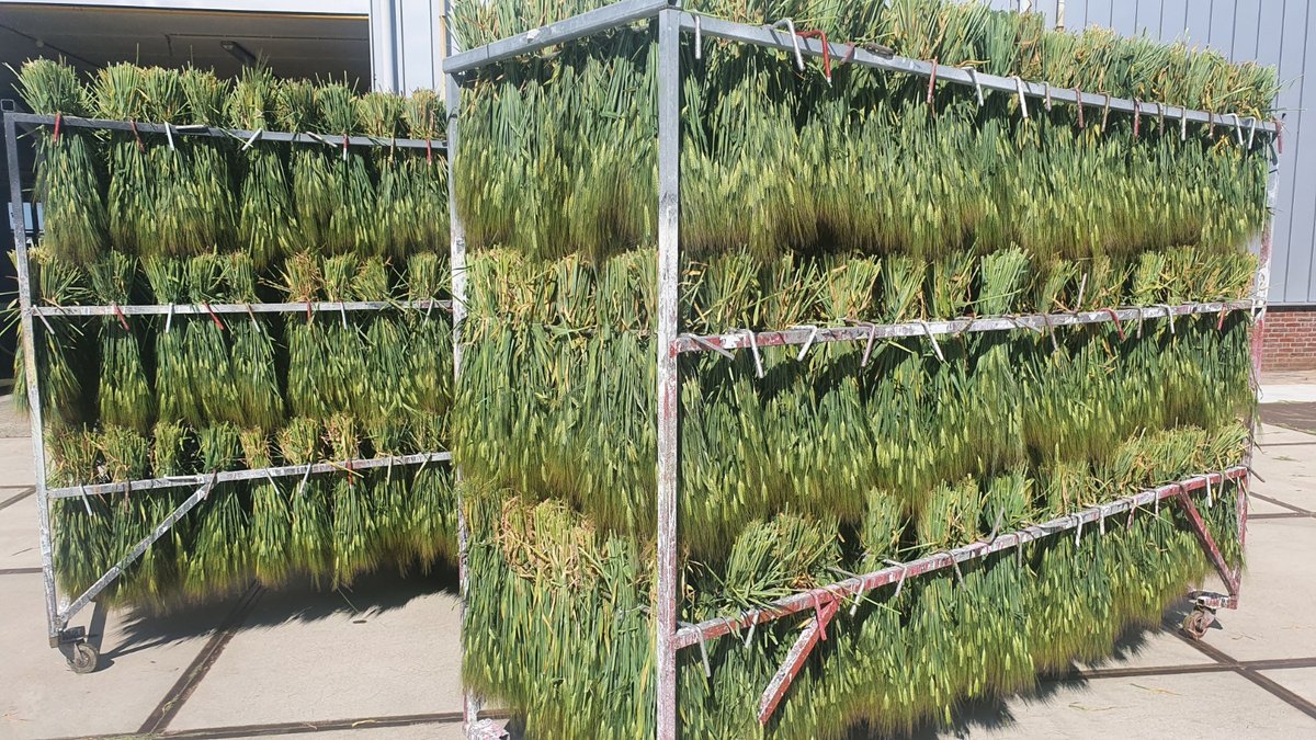 Decofleur_com's tweet photo. Dried flower season 2020 has officially started 🎉
Barley has arrived and more grasses will arrive soon ☀️.
#driedflowers #barley #wholesale #Trockenblumen #Gerste #Großhändler #fleurssechees #orge #venteengros #droogbloemen #gerst #drooghandel https://t.co/oB7mkd4ojj